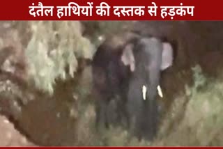 ELEPHANT TERROR IN CHHATTISGARH