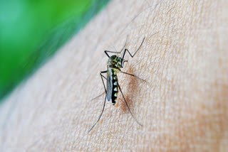 Data from the Kolkata Municipal Corporation says the city recorded 865 cases of dengue till November 3 this year as compared to 12,334 in 2023.