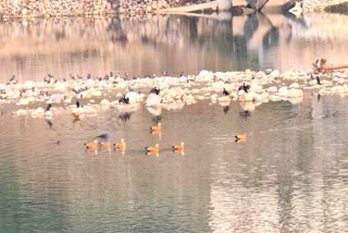 Ramnagar Siberian Birds