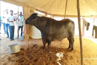 Anmol, the buffalo, at the Pushkar International Cattle Fair.