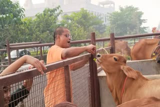 worship of cow go mata gopashtami 2024 kanpur iskon temple