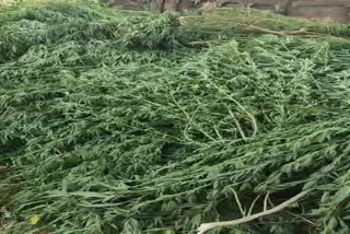 NARCOTICS GANJA PLANT RECOVERED