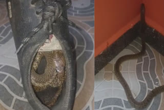 Snake in Shoe: Incident at Tamil Nadu's Chinna Karaikadu.