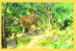 Representational picture of tiger