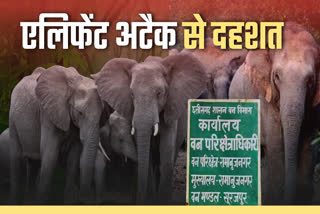 ELEPHANT ATTACK ON PANDO FAMILY