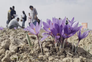 Pampore's Picturesque Saffron Fields Entice Tourists