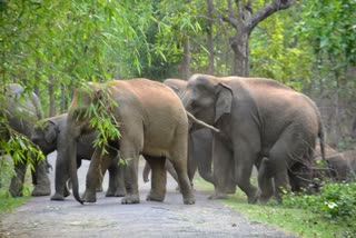 Elephant Attack in Chhattisgarh