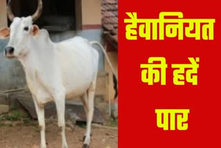 COW SLAUGHTER IN HISAR