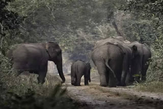 Elephant Calf Injured In Suspected Country-Made Bomb Blast In Chhattisgarh