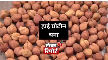 kanpur iipr scientists discovered high protein chana is good for health how much eat per day