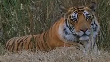 Tiger Sighted In Kudargarh Range Of Surajpur, Locals In Panic