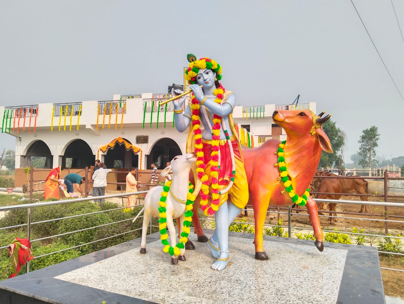 worship of cow go mata gopashtami 2024 kanpur iskon temple