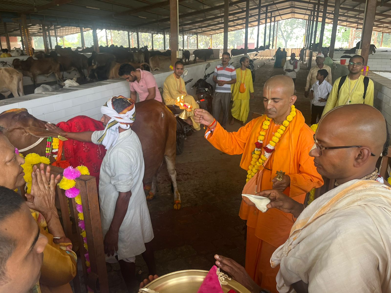 worship of cow go mata gopashtami 2024 kanpur iskon temple