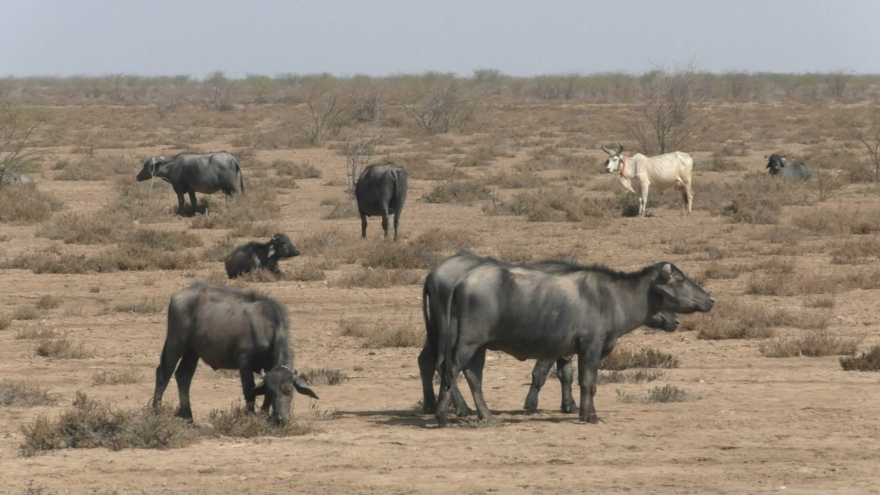 કચ્છની આગવી ઓળખ બની રહી છે બન્ની ભેંસની આ નસલ