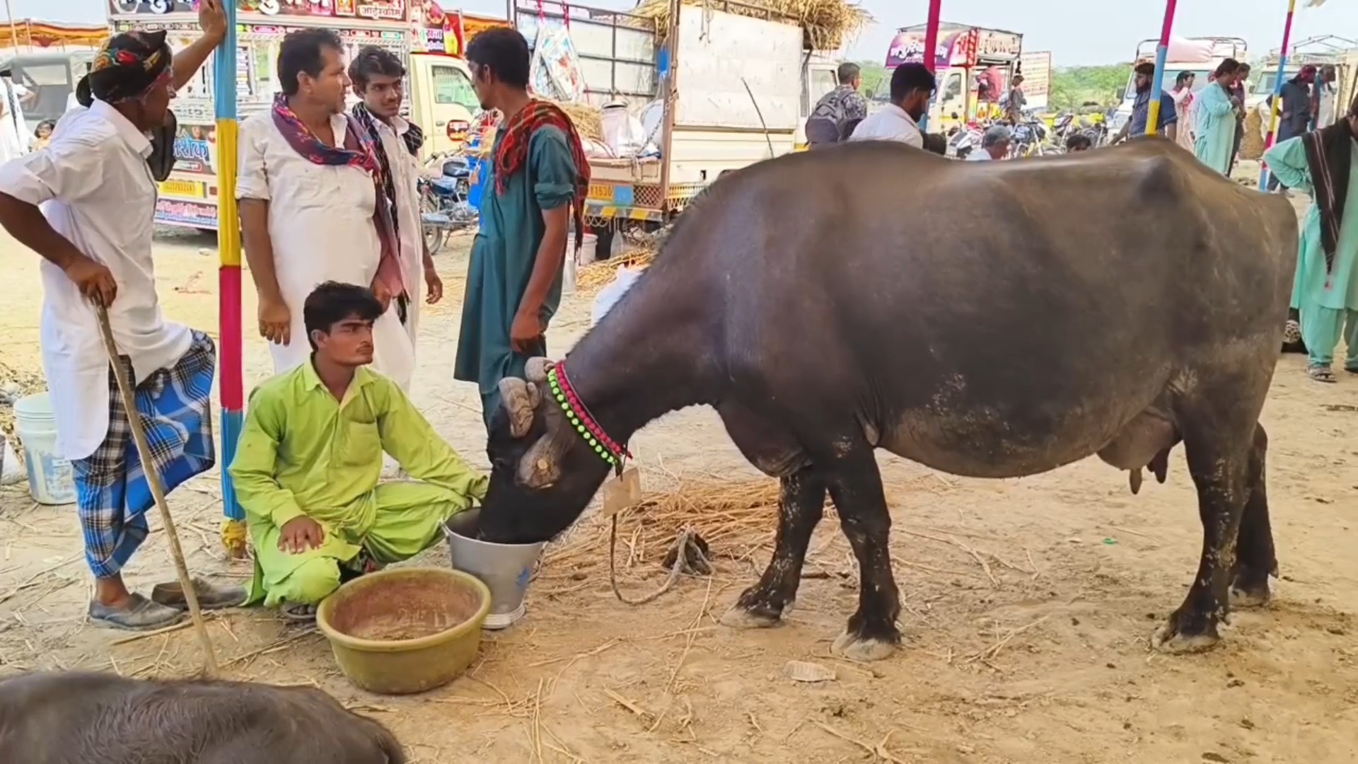 કચ્છની આગવી ઓળખ બની રહી છે બન્ની ભેંસની આ નસલ