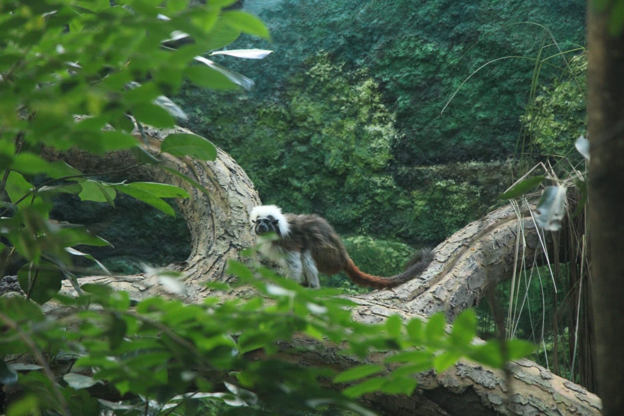 Nandankanan Zoological Park