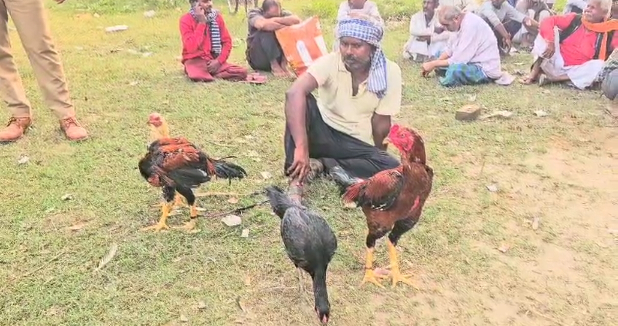 up sambhal police caught 55 gamblers placing bets on cock wrestling latest today news