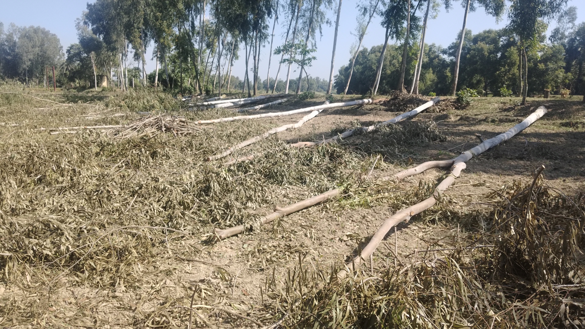 trees cutting