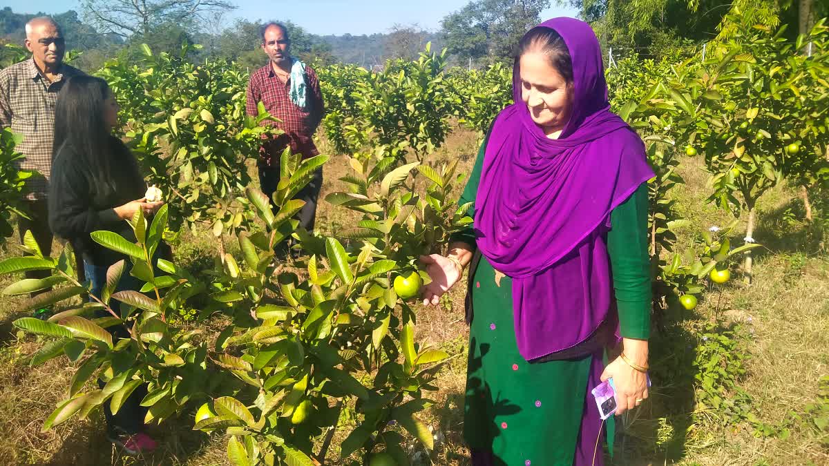 Gardeners Planted Guava Plants in Sujanpur