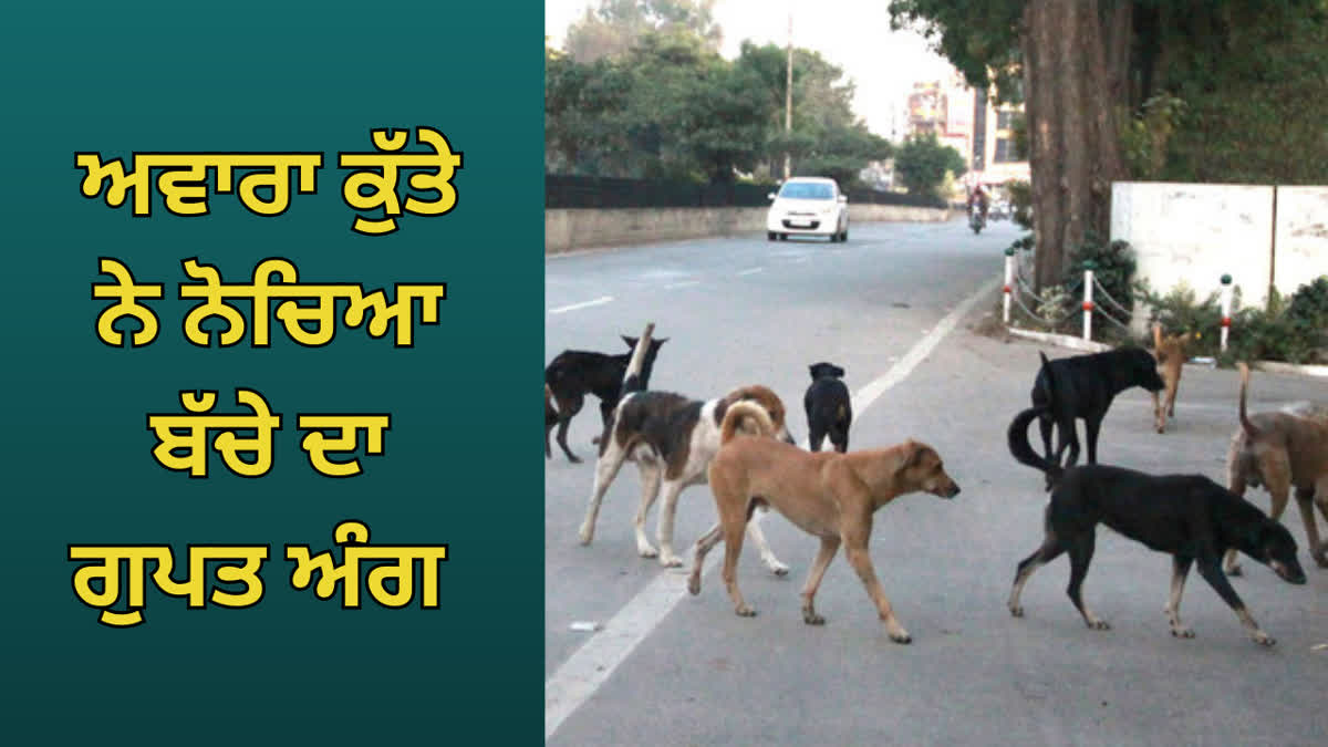 Punjab Street Dogs Terror