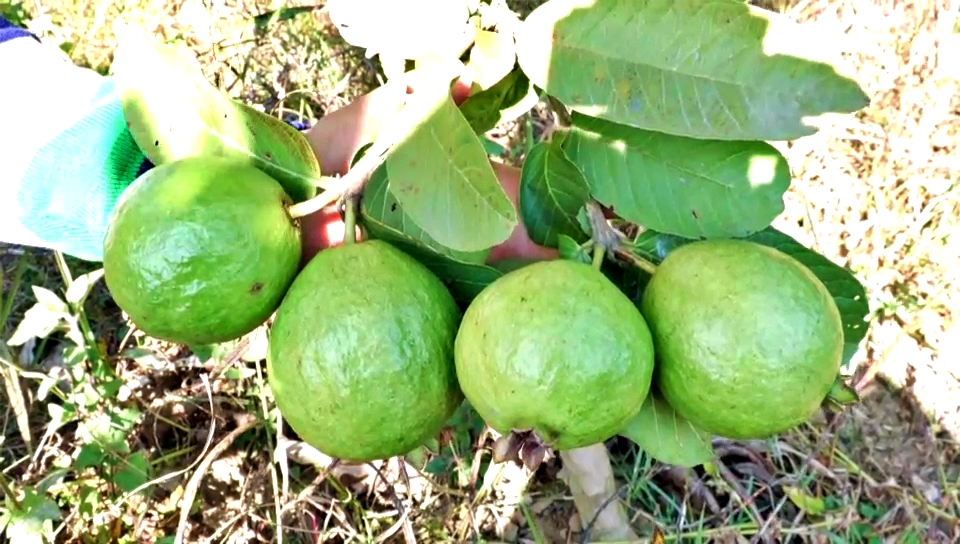 Gardeners Planted Guava Plants in Sujanpur