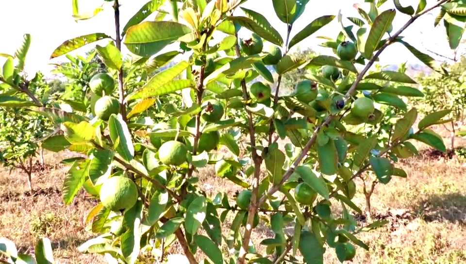 Gardeners Planted Guava Plants in Sujanpur