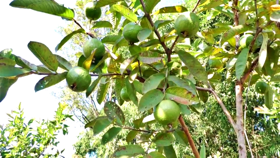 Gardeners Planted Guava Plants in Sujanpur