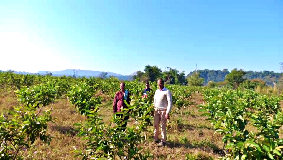 Gardeners Planted Guava Plants in Sujanpur