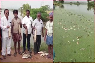 Large_Amount_Of_Fish_Died_Due_in_Anakapalli
