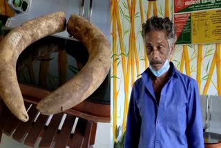 elephant Ivory seized idukki  അടിമാലി റേഞ്ച് ഫോറസ്റ്റ്  Ivory seized adimali  Adimali Forest Range Idukki  അടിമാലി റേഞ്ച് ഫോറസ്റ്റ് ആനക്കൊമ്പ് കേസ്  ആനക്കൊമ്പ് കേസ് ഇടുക്കി  ആനക്കൊമ്പ് പിടിച്ചെടുത്തു