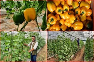 off season vegetable cultivation in Kangra