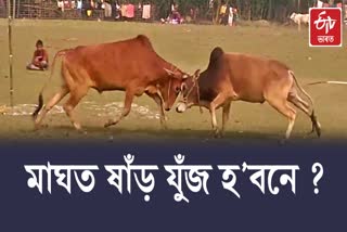 Govt gives nod to bull fight during Magh Bihu