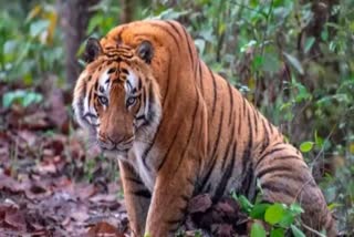 Tiger Died in Ramnagar