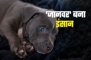 Cruelty by puppy in guna