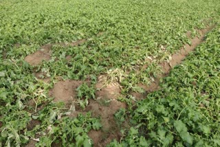 Pesticide Spray On Mustard Crop