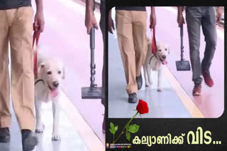 Kalyani Police dog death  death of police dog Kalyani  postmortem report says ingested poison  പൊലീസ് നായ കല്യാണി  പൊലീസ് നായ കല്യാണിയുടെ മരണത്തില്‍ ദുരൂഹത  മരിച്ചത് വിഷം ഉള്ളില്‍ ചെന്ന്‌  പോസ്റ്റ്മാര്‍ട്ടം റിപ്പോര്‍ട്ട്  Dog Squad  Canine Squad  കെനൈന്‍ സ്‌ക്വാഡ്‌  ഡോഗ് സ്ക്വാ‌ഡ്‌  police dog