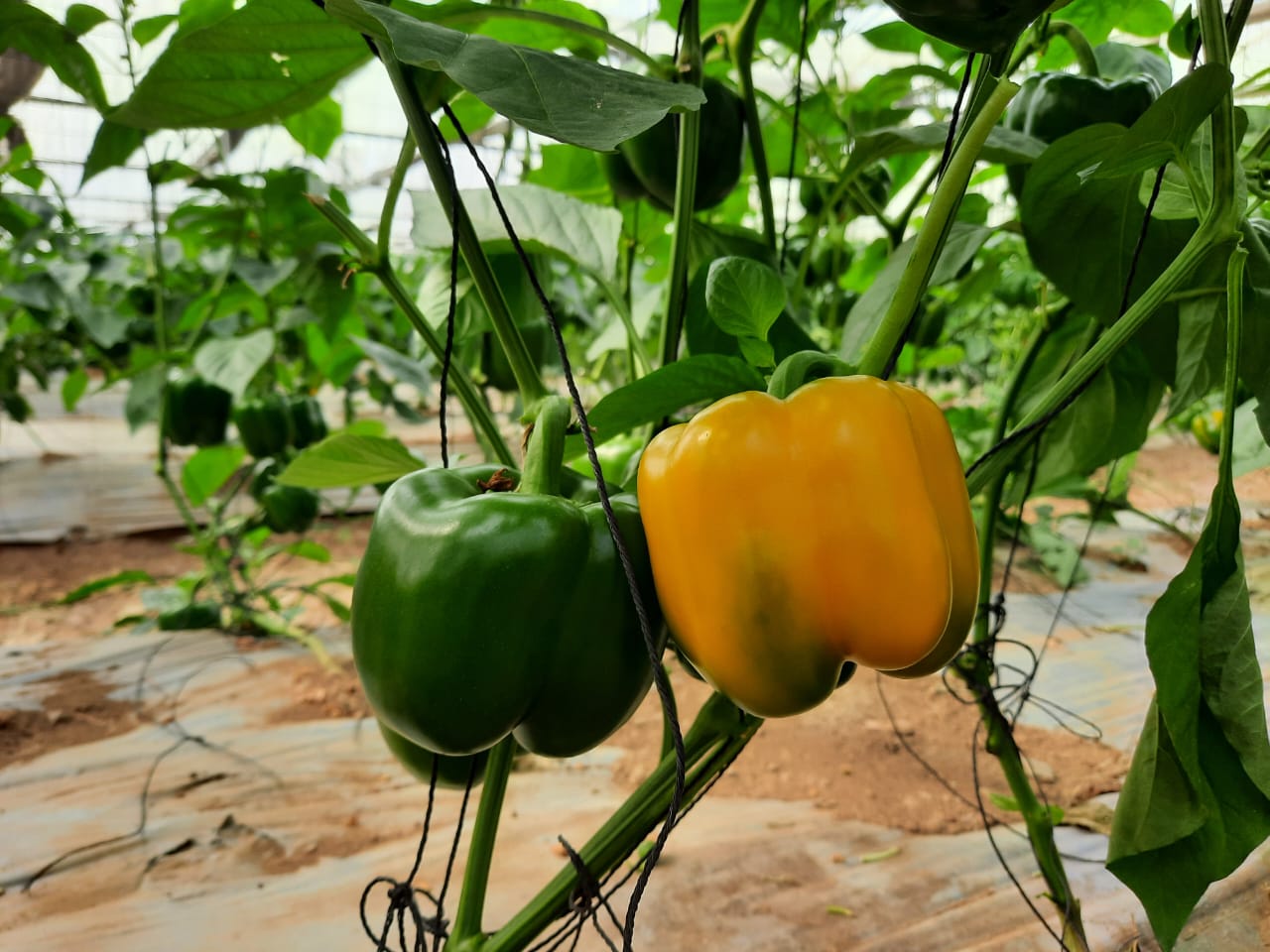 off season vegetable cultivation in Kangra