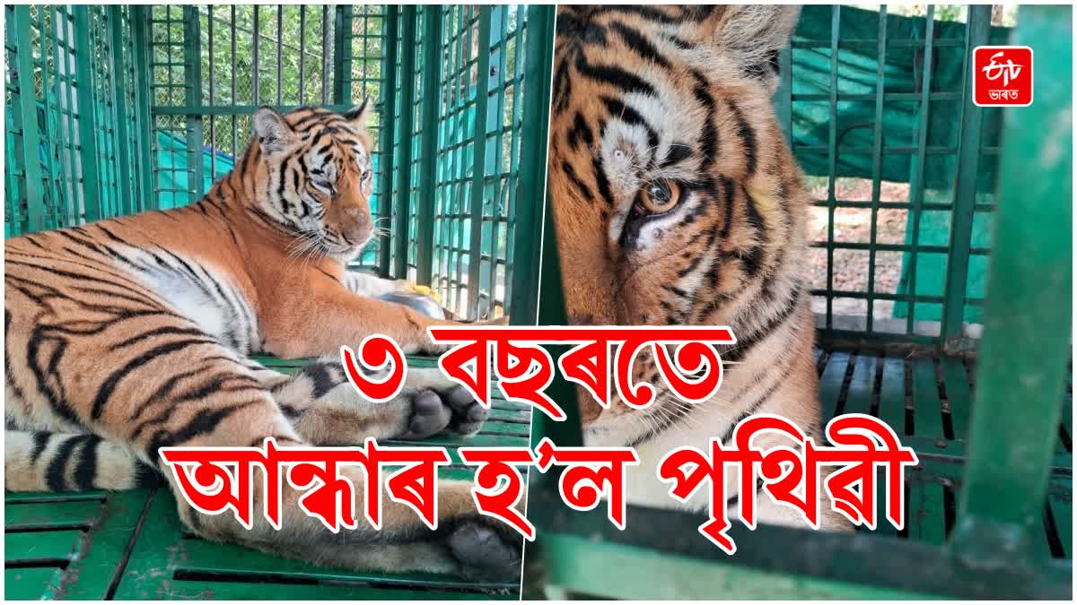 Tiger injured by humans