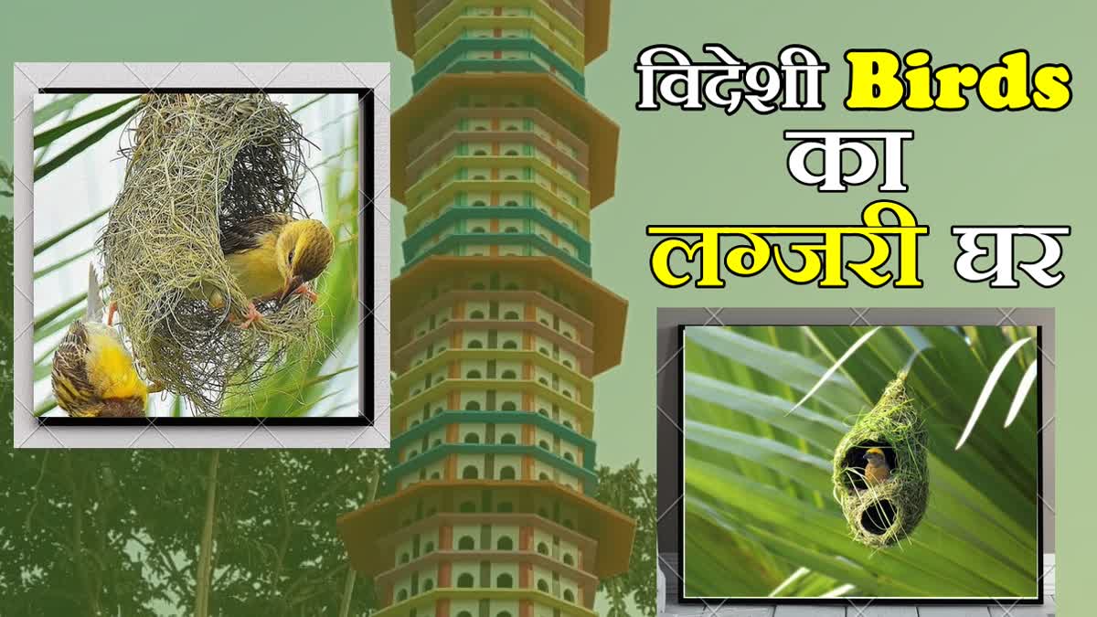 Panchkula Migratory Bird House