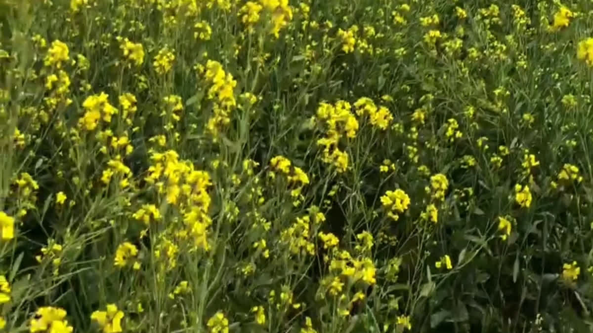 Rabi Crop in Alwar