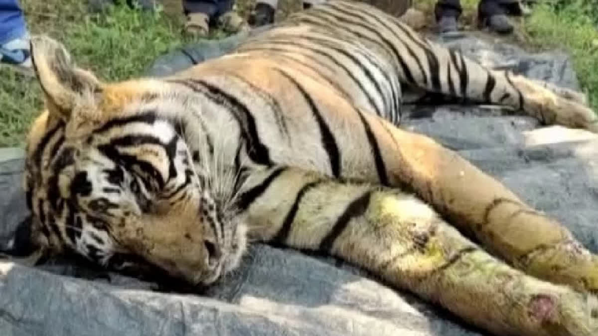 Attacked By Mob Assam Tigress Loses Eye, Unlikely To Return To Wild