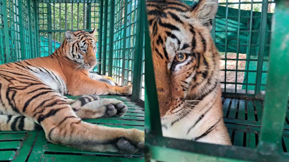 tigress loses eye