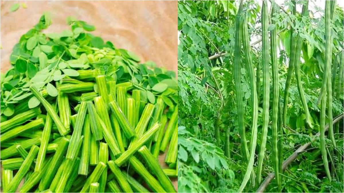 VEGETABLE DRUMSTICK PRICE KERALA  KERALA PRICE HIKE IN VEGETABLES  മുരിങ്ങ വില ഉയരുന്നു  പച്ചക്കറി വില കേരളം