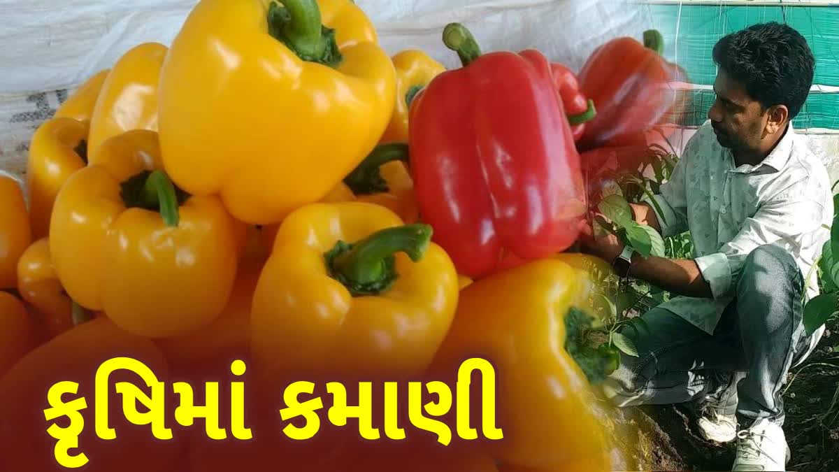 ભાવનગરના પંથકના યુવા ખેડૂતની કૃષિમાં કરામત