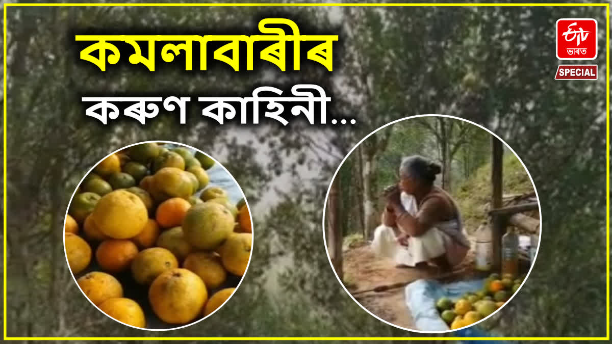 Orange farming in Kamrup