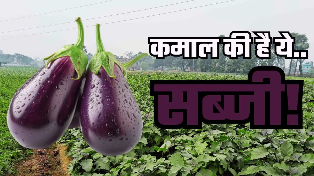 brinjal cultivation in gaya