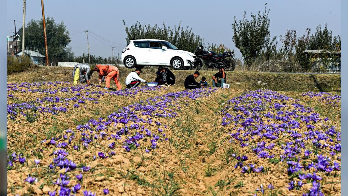 India Has Potential In Agri, Eco, Rural & Village Tourism, But Needs More Attention: Experts