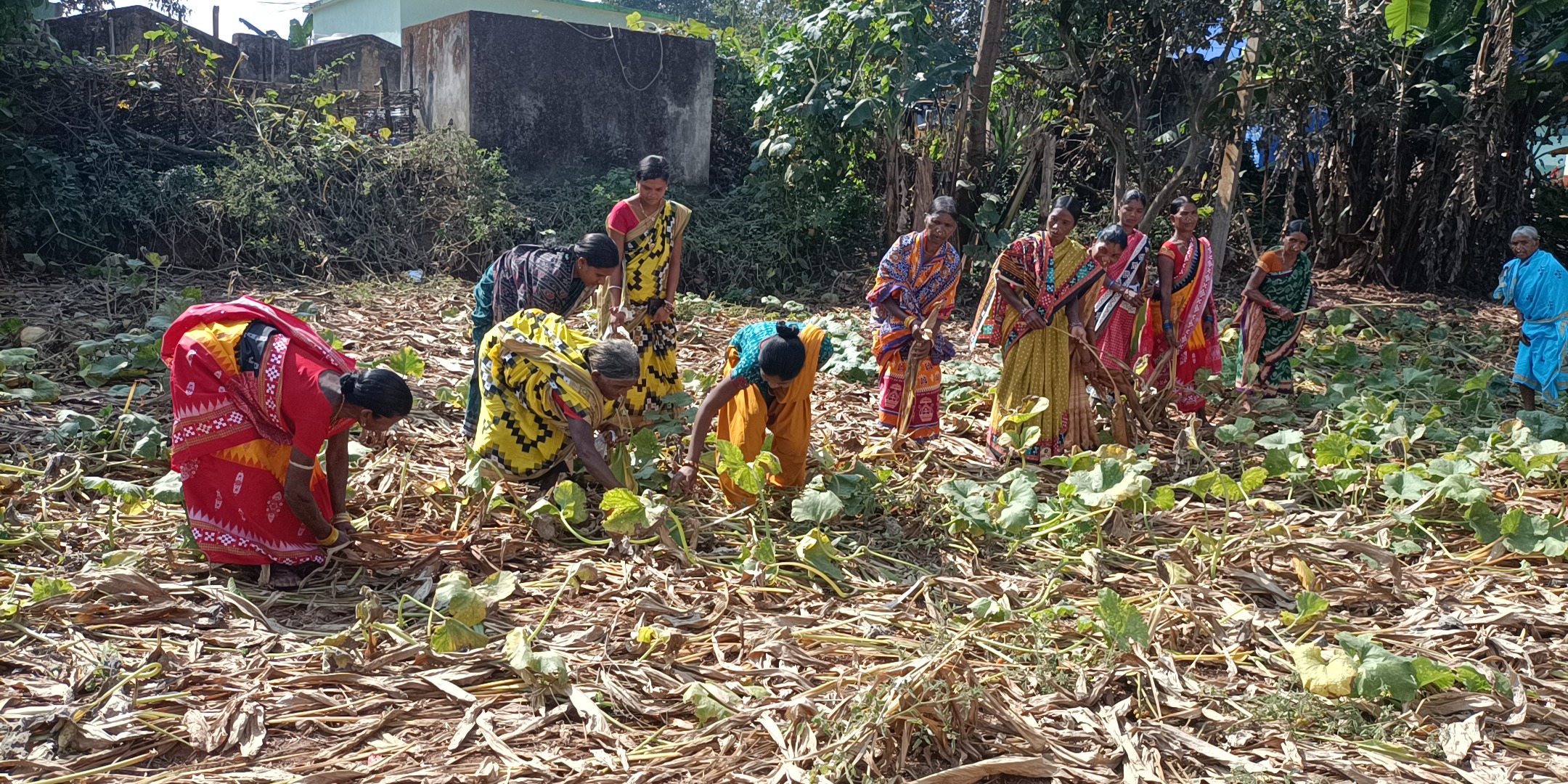 Turmeric farmers of Koraput