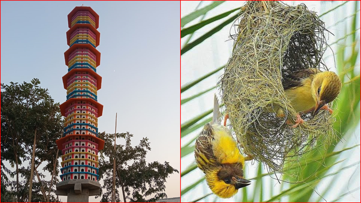 Panchkula Migratory Bird House