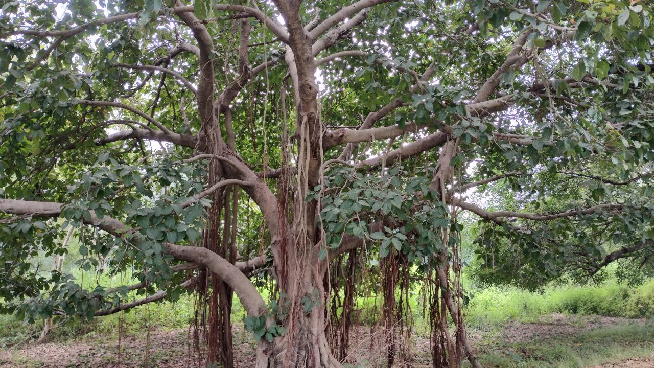 BANYAN TREE ENVIRONMENT BENEFITS